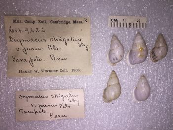 Media type: image; Malacology 9222 Description: 9222_Drymaeus_strigatus_purus image;
